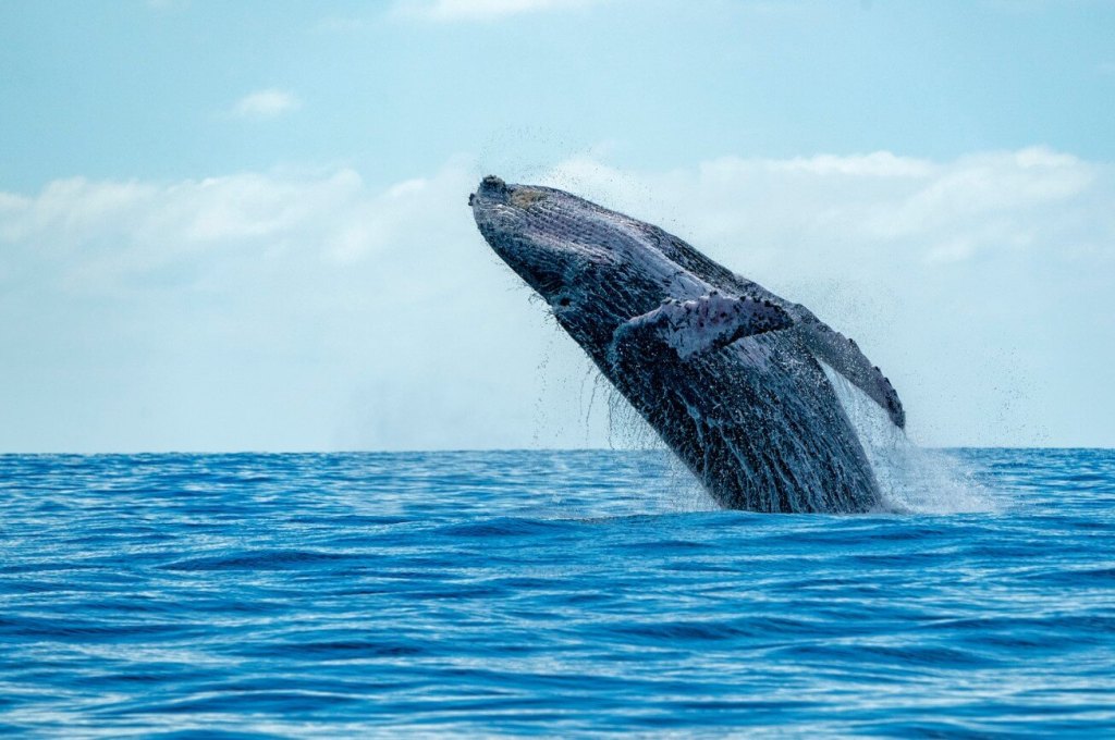 Whale Watching in Victor Harbor: A Spectacular Coastal&nbsp;Experience